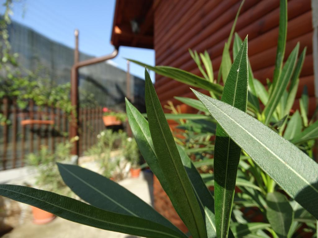 Guest House Ivel Sapareva Banya Εξωτερικό φωτογραφία