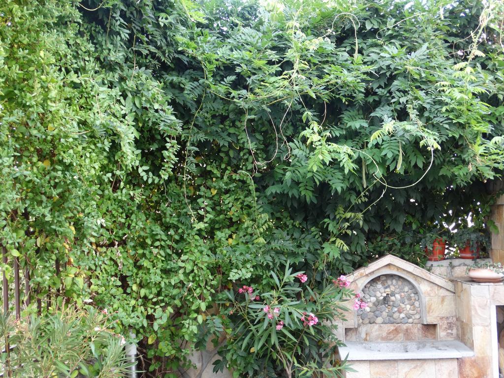 Guest House Ivel Sapareva Banya Εξωτερικό φωτογραφία